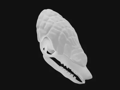 Armadillo skull 3D model