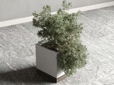Box pot plant and tree shrub bush indoor plant set  3D model