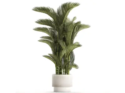 Small Indoor Palm White Pot Dypsis Cyrtostachys 1467 3D model