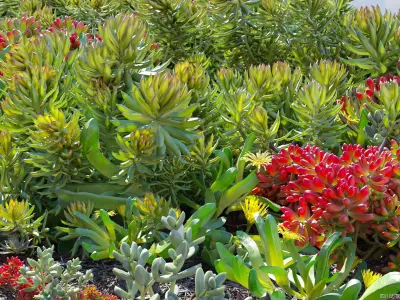 Maxtree Plant Models Vol 14 - Mesh 3D model