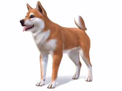 Dog - Akita Inu Low-poly 3D model