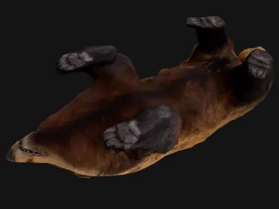 Badger Low-poly 3D model