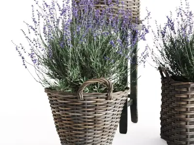 Lavender in Wicker Baskets  3D Model Set 3D model