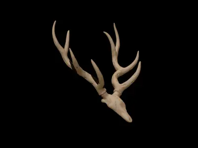 Antler deer skull 3D model