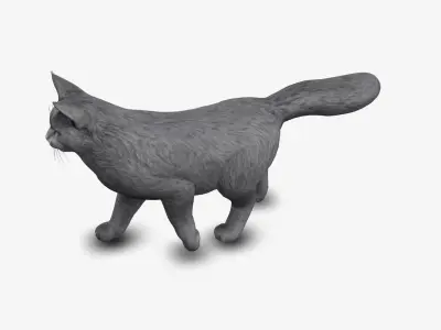 cat Mainecoon 3D model