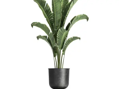 Banana palm in a pot for the interior 846 3D model