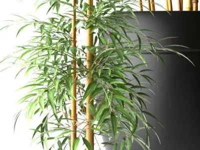 Bamboo plant 3D model