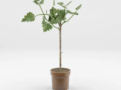 Collection of Chinese Banyan Tree 3D Models - 5 Models