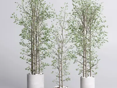 indoor plant set 379 plant tree branch bush concrete dirt vase Low-poly 3D model