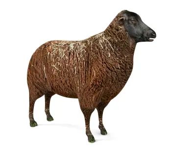 3D Black Sheep Model  Low-poly 3D model purchase