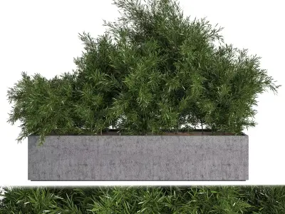 Outdoor Plants tree inConcrete Box 3D model