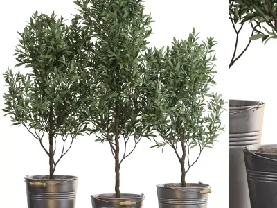 Plants collection 733 3D model