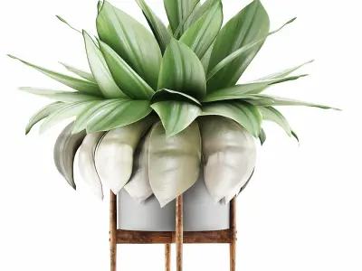 Plants Collection 58 3D model