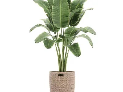 Banana palm in a rattan basket 782 3D model