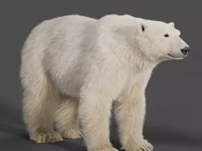 Polar Bear Animation 3D model