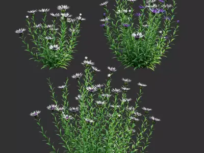 Centaurea - Cornflower - Bachelor button 02 3D model