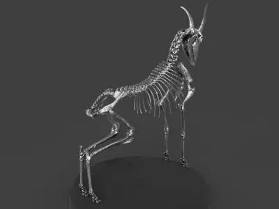 Goat Skeleton Concept Art Model 3D model