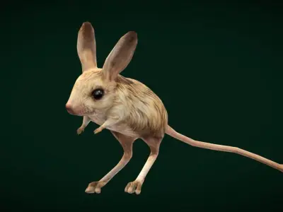Long-eared Jerboa Rodent Low-poly 3D model