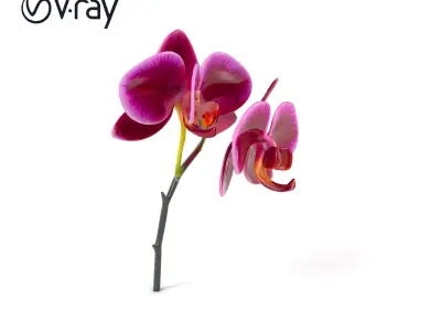 Elegant Cymbidium Orchid Flowers 3D Model Pack Low-poly 3D model