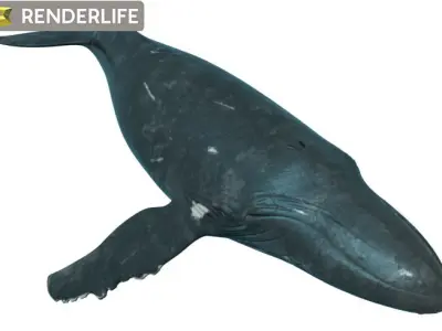 Humpback Whale with animation 3D model