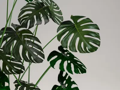   Monstera-Swiss cheese plant in a pot 3D model