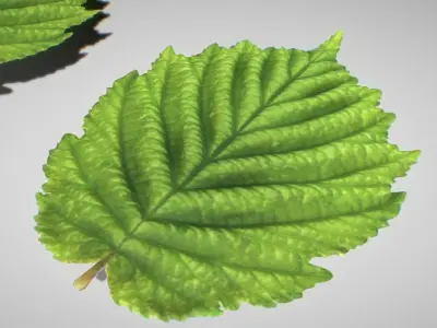 Hazelnut Leaf High-Poly 3D model