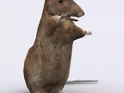 3DRT - Rat Low-poly 3D model