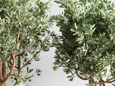 IndoorSetPlsnt14 four potted olive trees 3D model