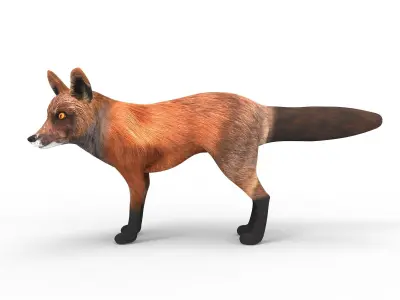3D Fox rigged Model Low-poly 3D model