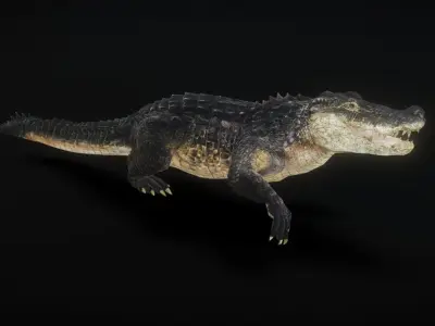 Crocodile animation Low-poly 3D model