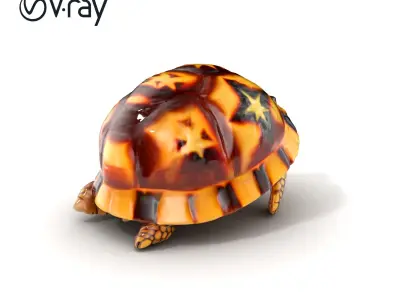Indian Star Tortoise Realistic Shell model pack Low-poly 3D model