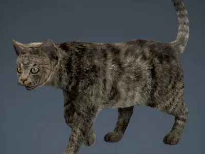 Rigged Domestic Cat 3D model