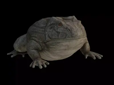 Toad Frog Low-poly 3D model