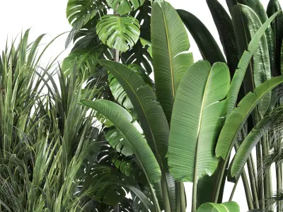 indoor plant 201 ravenala ficus rubbery monstera concrete dirt Low-poly 3D model