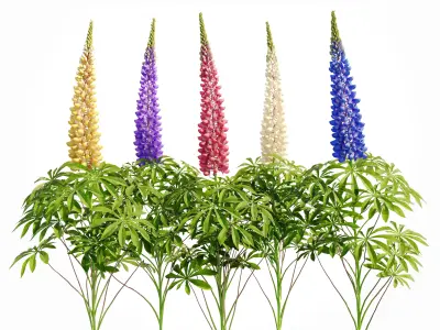Lupine bush Lupinus 3D model