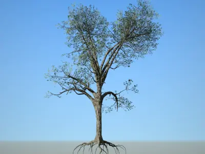 Broadleaf 005 Low-poly 3D model