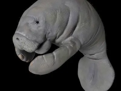 Florida Manatee 3D model