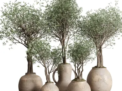 Olive tree in an old earthenware vase indoor collection 182 3D model
