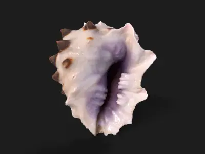 Drupa Morum Sea Shell Low-poly 3D model