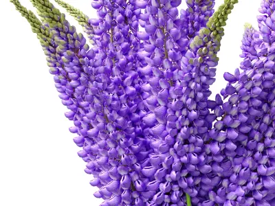 Bouquet of lupinus flowers 3D model