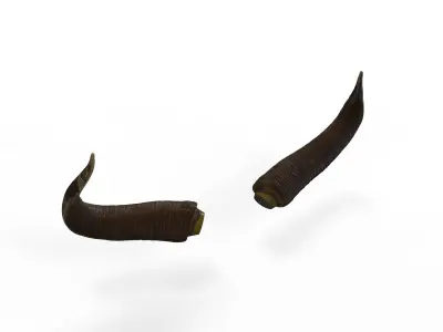 Bull Horns Low-poly 3D model