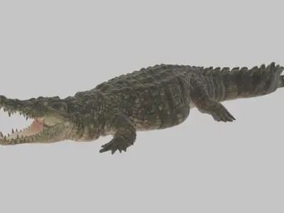 Highly Detailed Crocodile 3D Model 3D model
