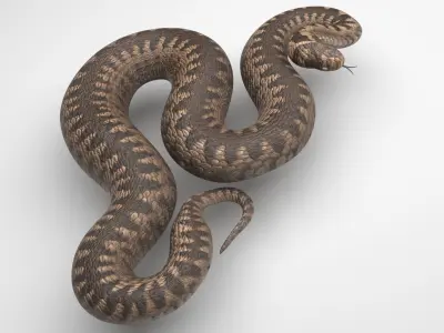 Snake 3D model