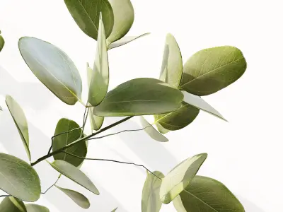 Collection Indoor Plants 02 3D model