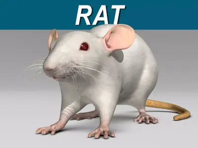 Rat - White 3D model