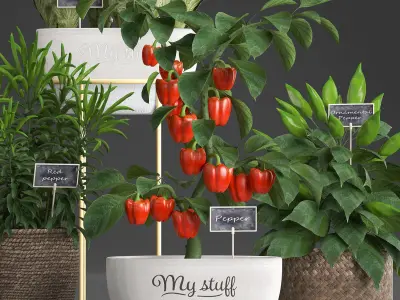 Decorative plants for the kitchen 388 peppers 3D model