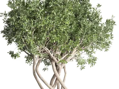 Outdoor plant 84 pot tree bonsai concrete dirt vase  3D model