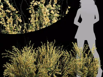 New Plant High detail Cytisus scoparius Small 3D model
