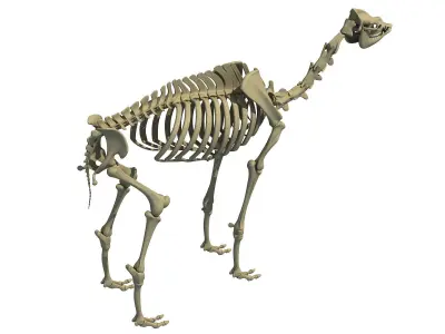 Full Body Camel Skeleton 3D model