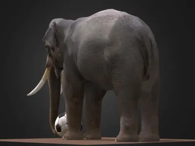 Asian Male Elephant 3D model